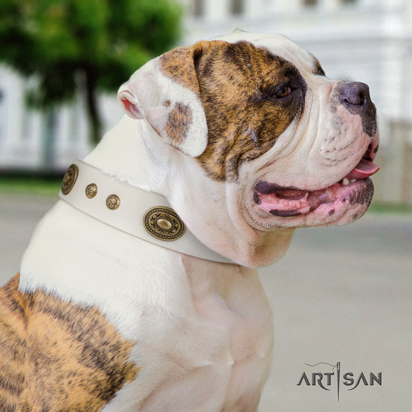 American Bulldog impressive genuine leather dog collar with studs for everyday use
