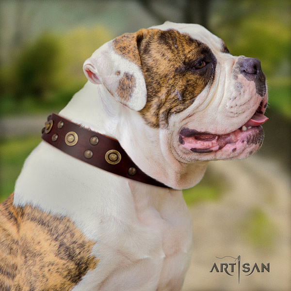 American Bulldog unusual full grain leather dog collar with adornments for basic training