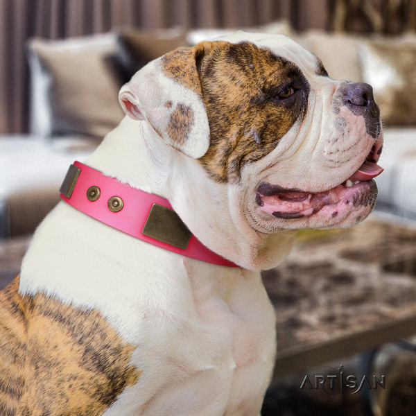 American Bulldog stylish design full grain leather dog collar with adornments for comfy wearing