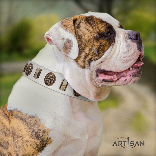 American Bulldog comfy wearing leather collar with incredible adornments for your doggie