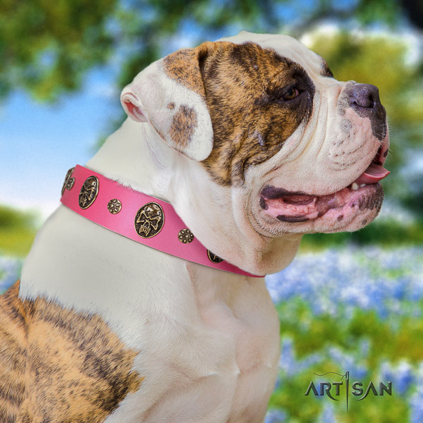 American Bulldog comfy wearing full grain leather collar with significant embellishments for your doggie