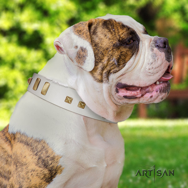 American Bulldog incredible natural genuine leather dog collar for fancy walking