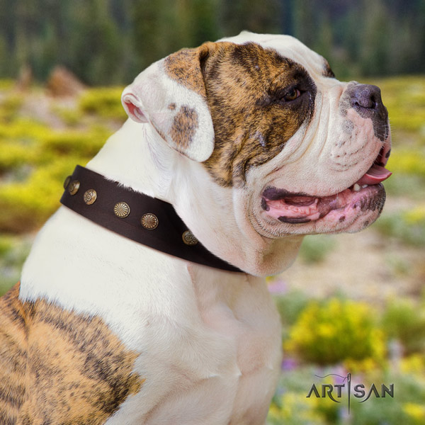 American Bulldog stylish leather dog collar with decorations for easy wearing