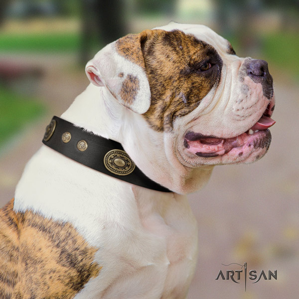 American Bulldog impressive genuine leather dog collar with studs for fancy walking