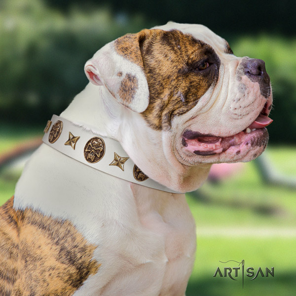 American Bulldog handcrafted full grain genuine leather dog collar for daily walking