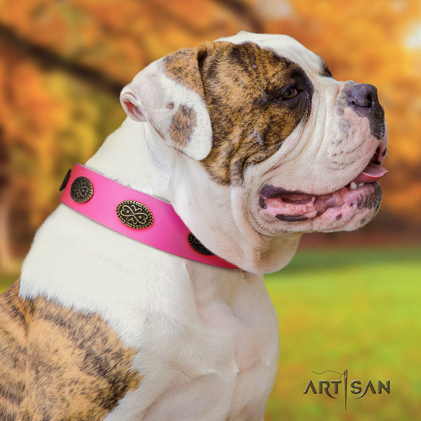 American Bulldog impressive full grain leather dog collar with embellishments for comfortable wearing