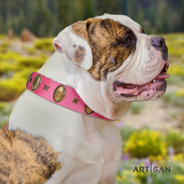 American Bulldog remarkable genuine leather dog collar for daily walking