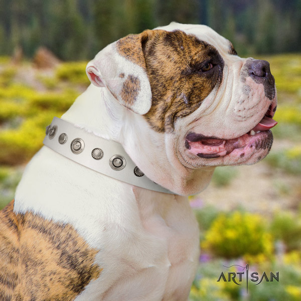 American Bulldog designer leather dog collar with embellishments for easy wearing
