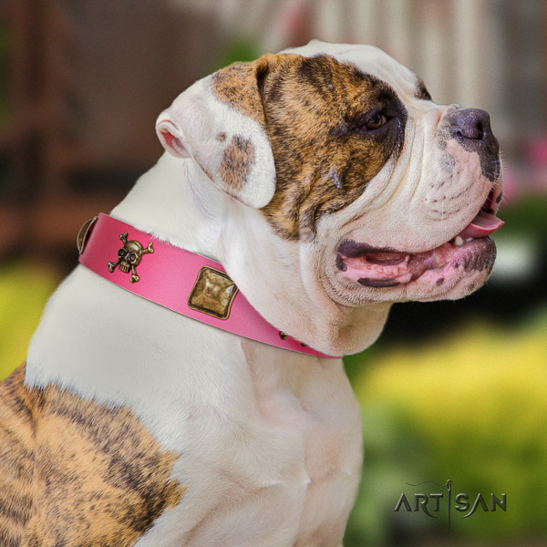 American Bulldog trendy full grain leather dog collar for daily walking