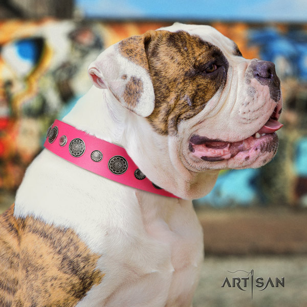 American Bulldog impressive full grain leather dog collar with embellishments for basic training