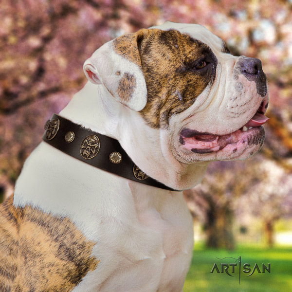 American Bulldog handy use genuine leather collar with designer adornments for your dog