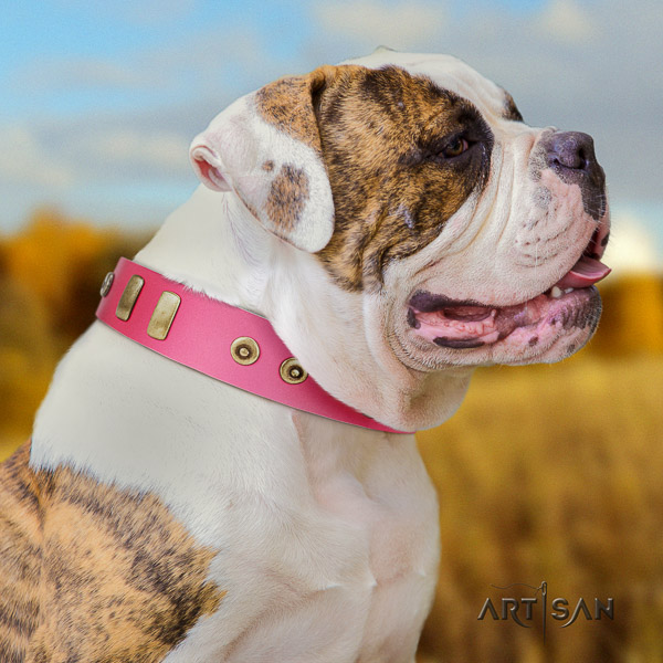 American Bulldog incredible full grain genuine leather dog collar for daily walking