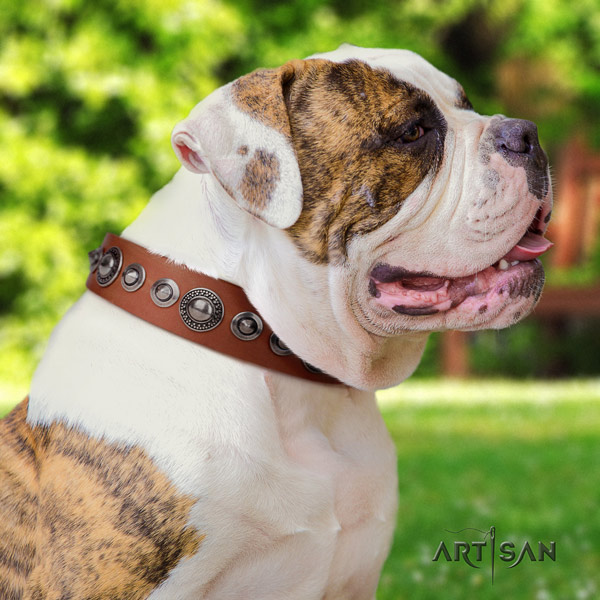 American Bulldog stunning leather dog collar with adornments for everyday walking