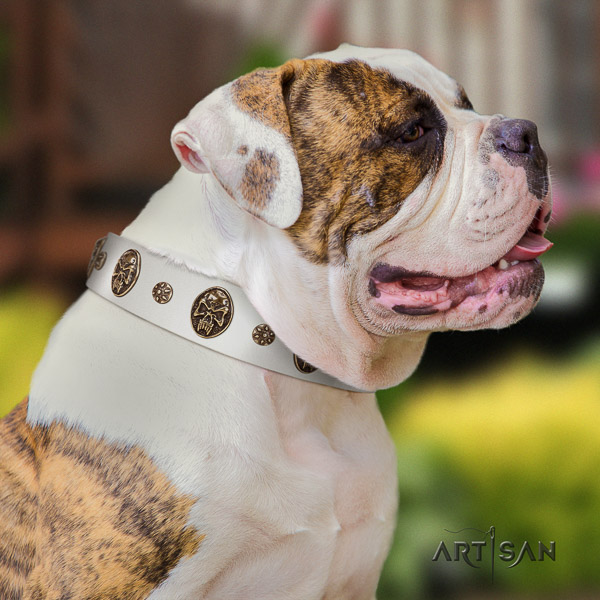 American Bulldog handy use full grain leather collar with inimitable studs for your doggie