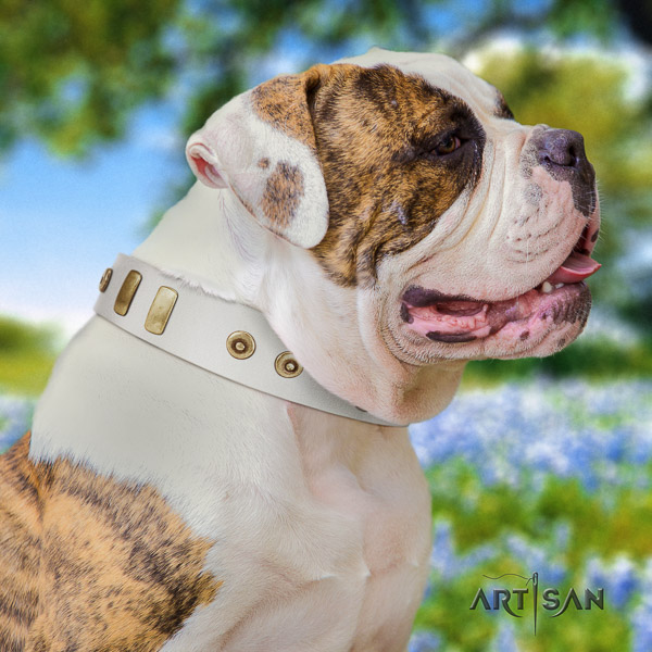 American Bulldog handmade leather dog collar for basic training