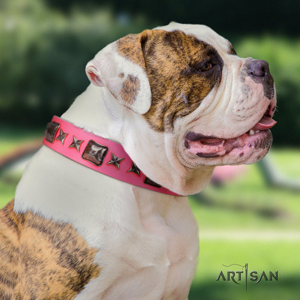 American Bulldog stylish full grain leather dog collar with adornments for walking