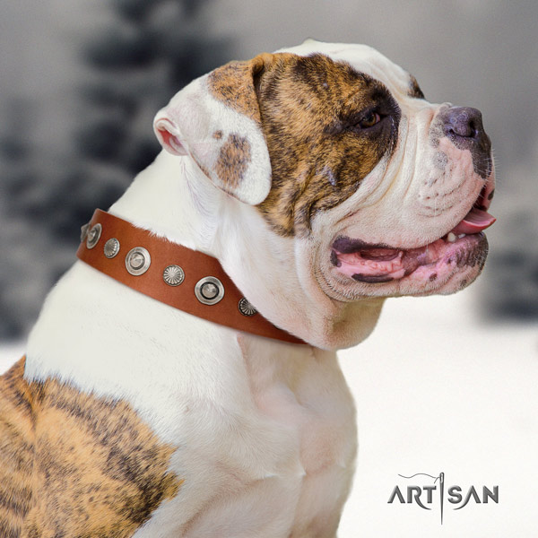 American Bulldog amazing genuine leather dog collar with adornments for easy wearing