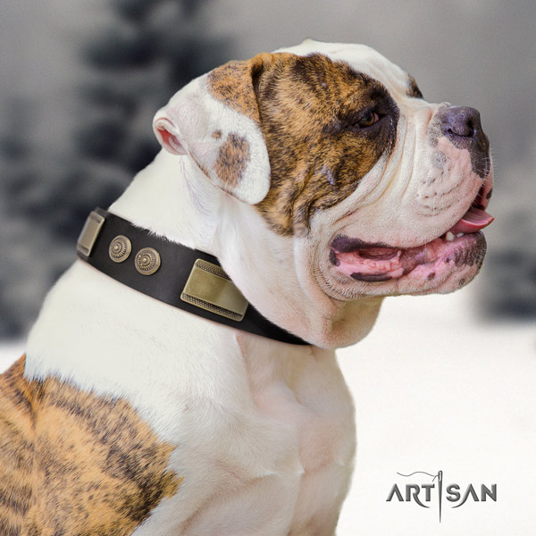 American Bulldog significant leather dog collar with decorations for basic training