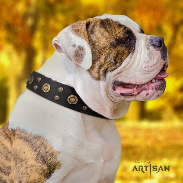 American Bulldog incredible genuine leather dog collar with studs for handy use