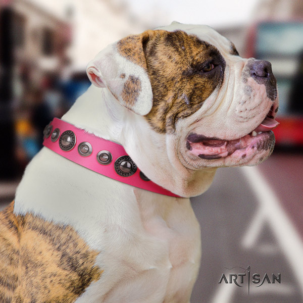 American Bulldog awesome leather dog collar with studs for walking