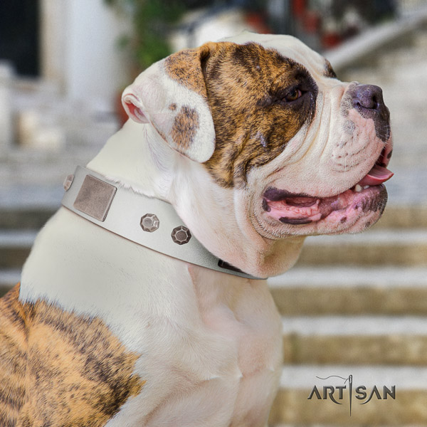 American Bulldog incredible natural genuine leather dog collar for handy use
