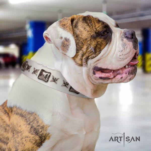American Bulldog stunning full grain leather dog collar with decorations for comfortable wearing