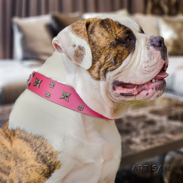 American Bulldog stunning genuine leather dog collar for comfy wearing