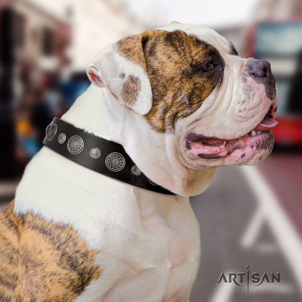 American Bulldog fashionable leather dog collar with studs for fancy walking