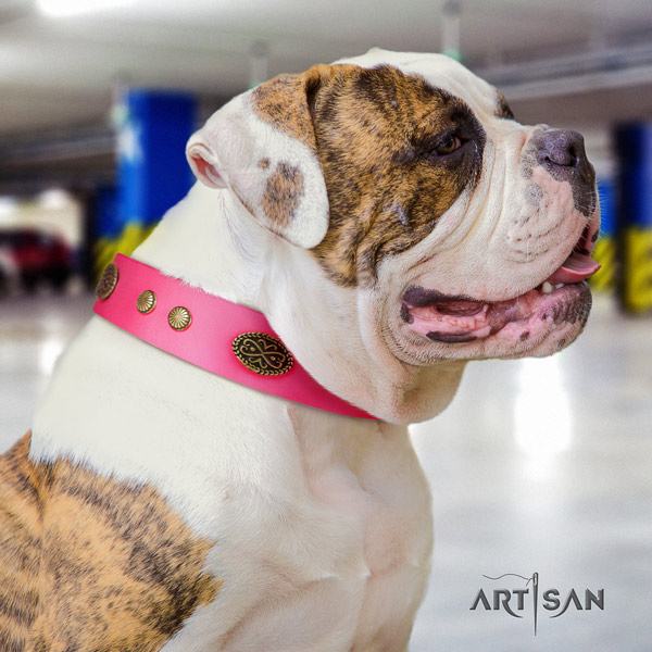 American Bulldog top notch genuine leather dog collar with embellishments for everyday use