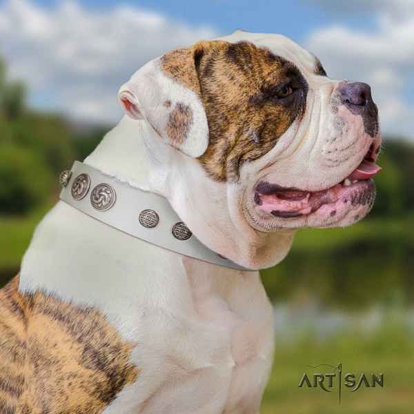 American Bulldog remarkable leather dog collar for daily use