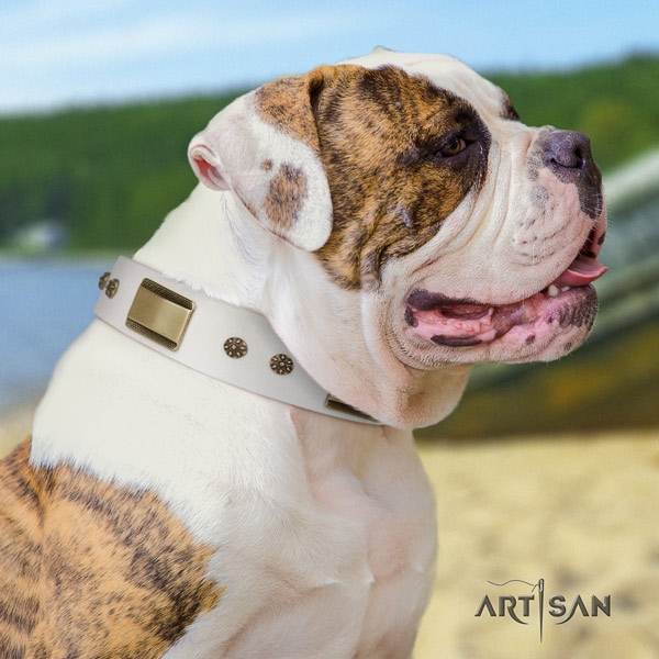 American Bulldog incredible genuine leather dog collar with studs for comfy wearing