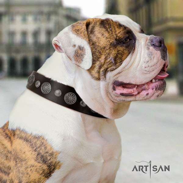 American Bulldog unique full grain leather dog collar with embellishments for stylish walking