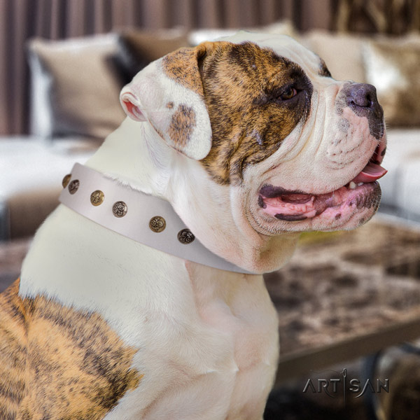 American Bulldog unique full grain leather dog collar with adornments for stylish walking