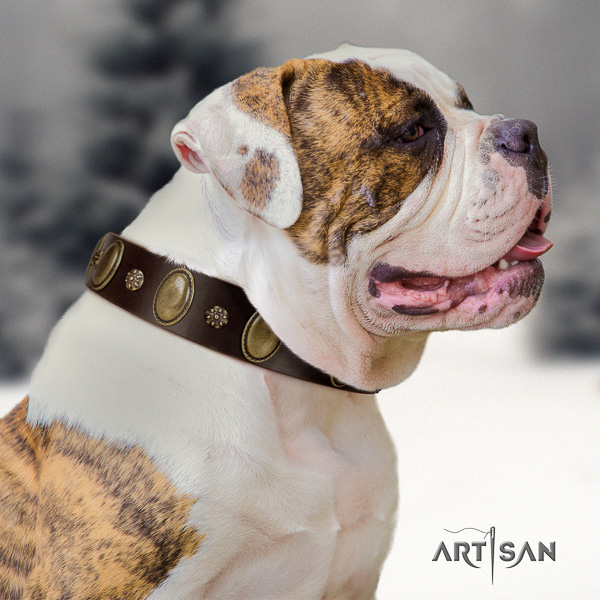 American Bulldog unique full grain natural leather dog collar for handy use