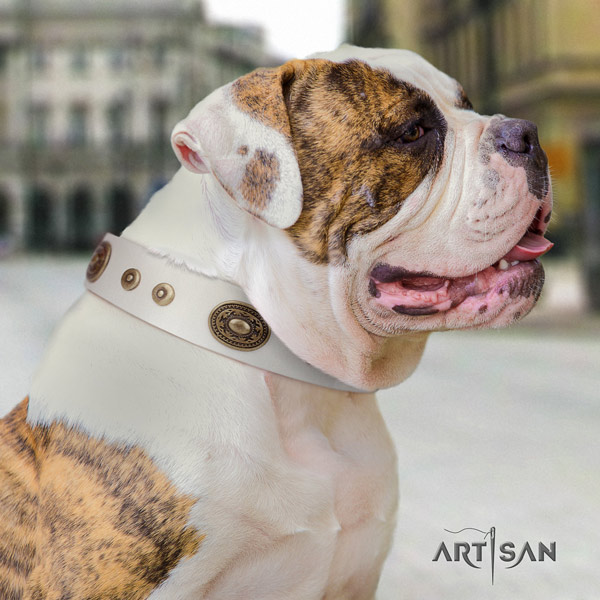American Bulldog trendy full grain leather dog collar with decorations for easy wearing