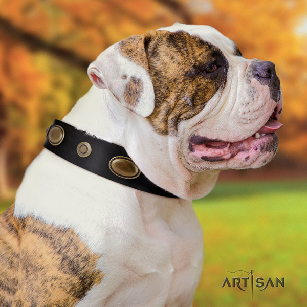 American Bulldog stylish leather dog collar with adornments for walking