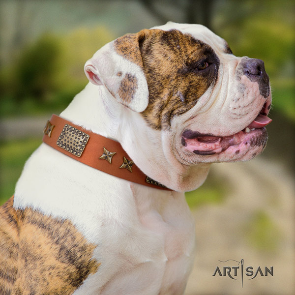 American Bulldog top notch genuine leather dog collar with adornments for comfy wearing