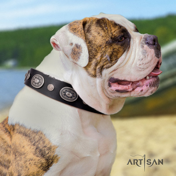 American Bulldog remarkable leather dog collar with embellishments for everyday use