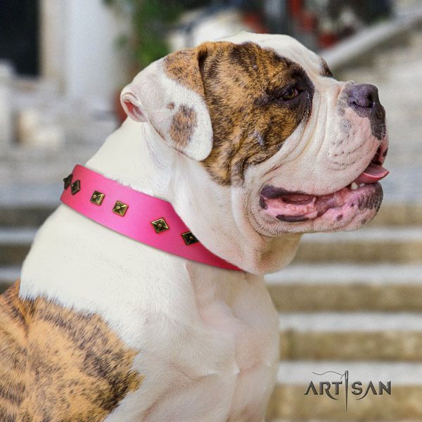 American Bulldog unique full grain leather dog collar with adornments for handy use