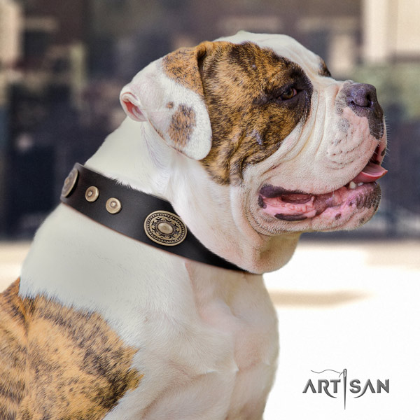 American Bulldog exceptional full grain leather dog collar with decorations for stylish walking