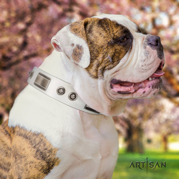 American Bulldog stunning genuine leather dog collar with adornments for basic training