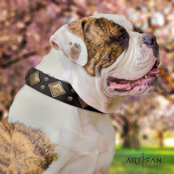 American Bulldog exceptional genuine leather dog collar with decorations for handy use