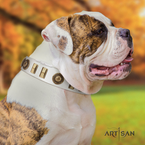 American Bulldog adorned full grain leather dog collar for daily walking