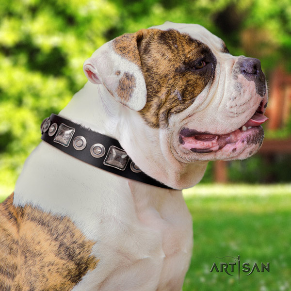 American Bulldog incredible full grain leather dog collar with embellishments for easy wearing