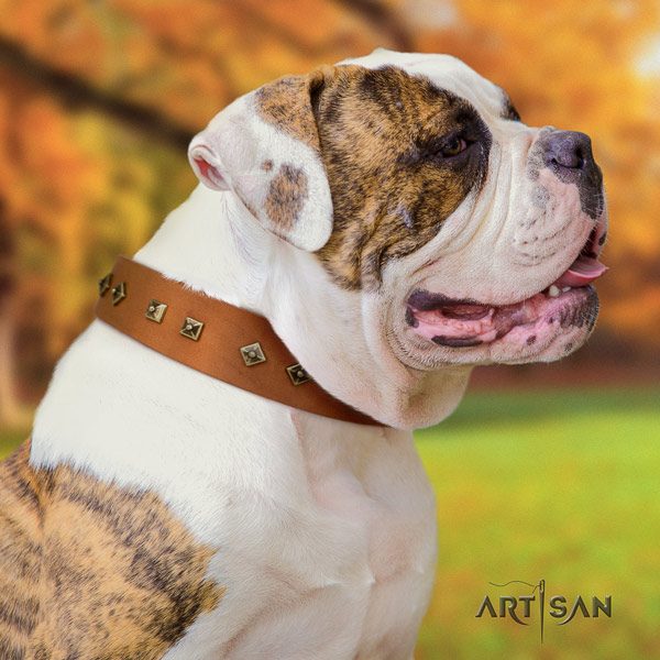 American Bulldog unique leather dog collar with adornments for basic training