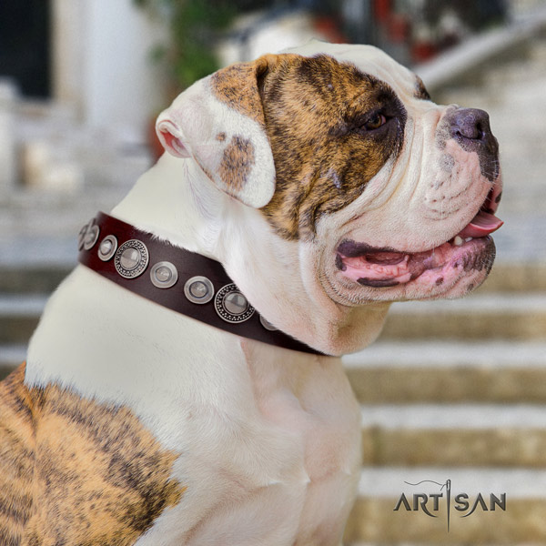 American Bulldog unusual leather dog collar with adornments for easy wearing