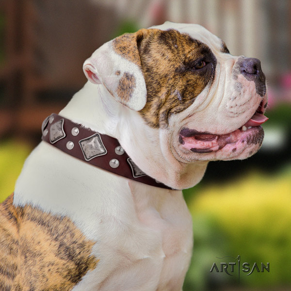 American Bulldog significant leather dog collar with adornments for walking