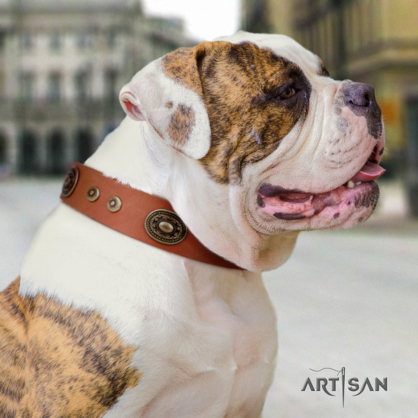 American Bulldog incredible genuine leather dog collar with adornments for everyday use