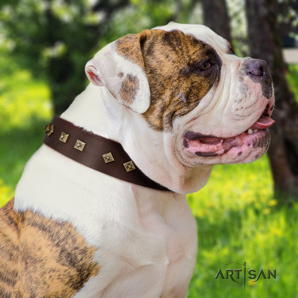 American Bulldog stylish design full grain leather dog collar with embellishments for easy wearing