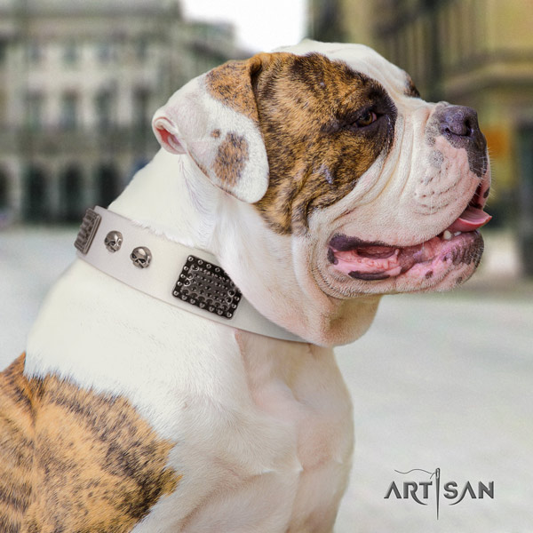American Bulldog amazing leather dog collar with adornments for handy use